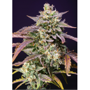 Purple Punch OG XL Auto
